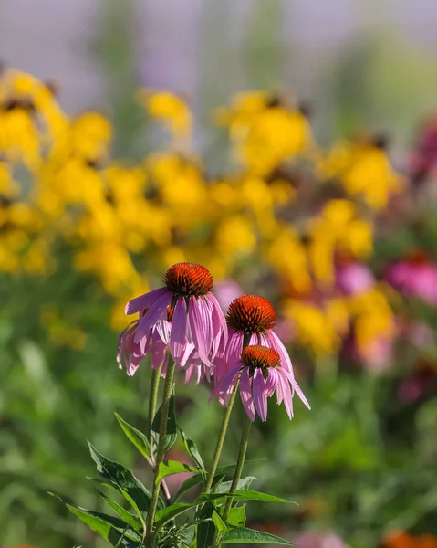Close up shot of purple cone flowers in the garden, selective focus.
