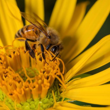 Close up shot of Honey bee on a yellow flower