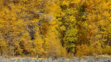 Bright yellow autumn trees in deciduous forest in Utah
