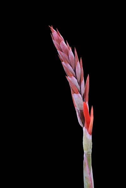 Close Shot Red Canna Lily Flower Black Background — Fotografia de Stock