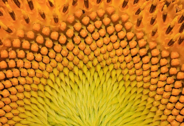 Close Shot Sunflower Seed Pattern Background Use — Photo