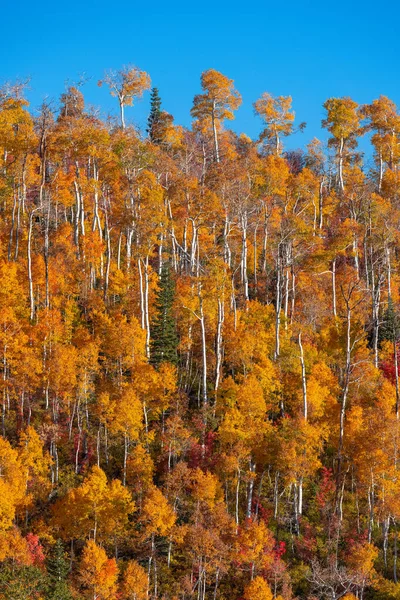 Colorful Aspen Tree Forest Hill Top Autumn Time Nebo Loop — Stockfoto