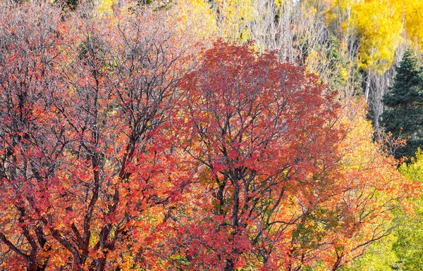 Colorful Fall Foliage Maple Trees Wasatch Mountain State Park Utah — Fotografia de Stock