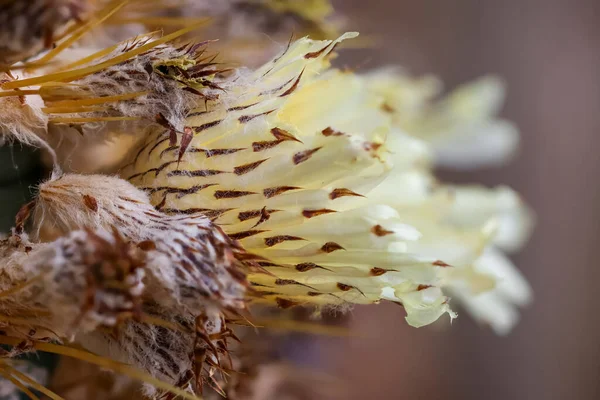 Close Shot Desert Cactus Plant Flower — 图库照片