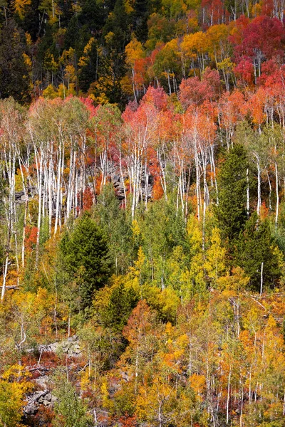 Bright Colorful Autumn Trees Mountain Slope Utah Countryside — Fotografia de Stock