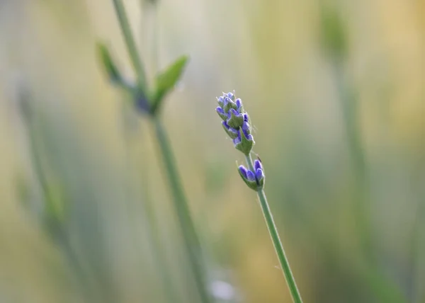 Extreme Close Shot Fresh Lavender Flower Bud Shallow Depth Field — 스톡 사진