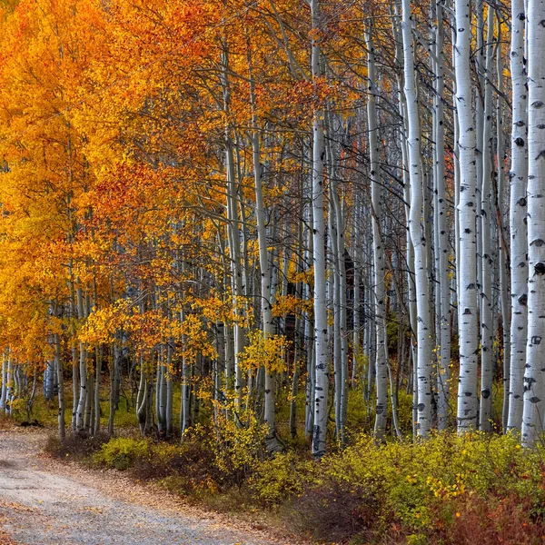 Colorful Fall Foliage Tall Aspen Trees Wasatch National Forest Utah — Foto de Stock