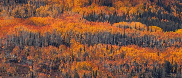 Panoramic view of bright colorful autumn trees on mountain slope in Uinta Cache Wasatch national forest, Utah.