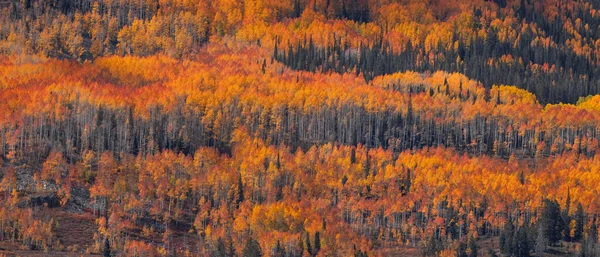 Panoramic View Bright Colorful Autumn Trees Mountain Slope Uinta Cache — 图库照片