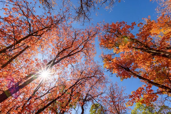 Tall Colorful Autumn Trees Reaching Blue Sky Sun Flare — Zdjęcie stockowe