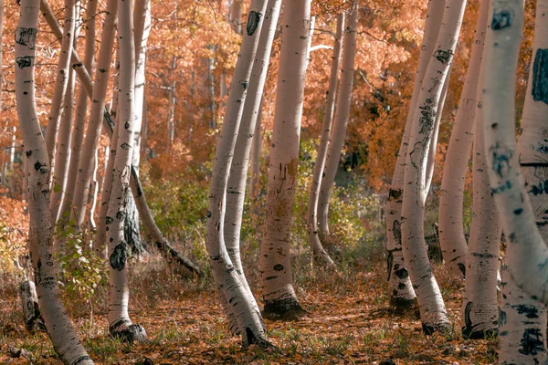 Aspen Trees Forest Took Curved Shape Due Constant Wind Exposure — Fotografia de Stock