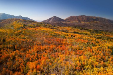 Aerial view of bright fall foliage along Mt Nebo Loop in Utah.