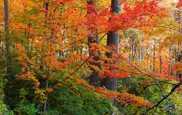 Яскраві Осінні Дерева Національному Лісі Чорної Річки Верхньому Півострові Мічигану — стокове фото