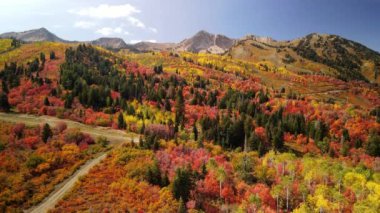 Bright Autumn foliage at Snow Basin in Utah near Mt. Ogden.