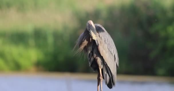 Close Shot Great Blue Heron Fence — Video Stock
