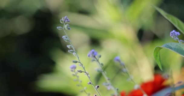 Close View Lavender Plant Slow Motion Video Clip — Video Stock