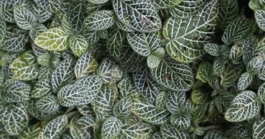 Close up view of green and white pattern leaves on a garden plant
