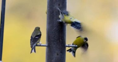 Goldfinch birds on the feeder fighting for grains