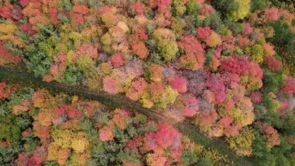 Αεροφωτογραφία Του Θόλου Των Φθινοπωρινών Δέντρων Στη Λεκάνη Του Χιονιού — Αρχείο Βίντεο