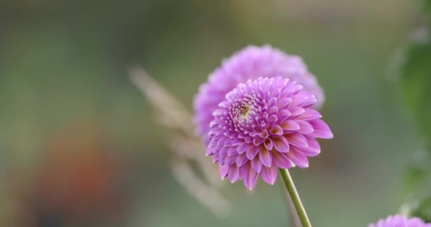 Close Shot Pink Zinnia Flowers Garden — Stockvideo