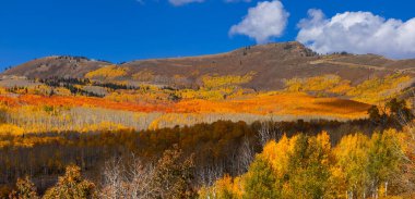 Scenic view of mountain peak with bright fall foliage in Cache National forest from Monte Cristo overlook in Northern Utah .