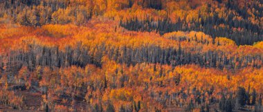 Panoramic view of bright colorful autumn trees on mountain slope in Uinta Cache Wasatch national forest, Utah.