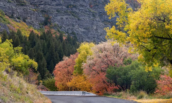 Colorful Autumn Tree Alley Timpanogos Utah Shot Late Autumn Time — Fotografia de Stock