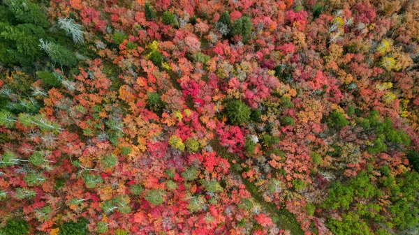 Aerial View Bright Fall Foliage Snow Basin Utah — 스톡 사진