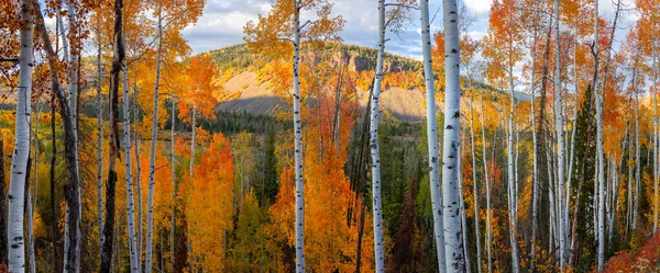 Tall Aspen Trees Peak Autumn Uinta Wasatch Cache National Forest — Stockfoto