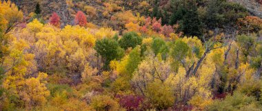 Panoramic view of fall foliage at Provo Canyon in Utah.