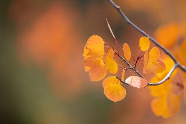 Close up view bright yellow Aspen leaves during autumn time.