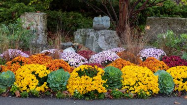 Colorful mums in Frederik Meijer gardens and sculpture park in Grand rapids, Michigan clipart