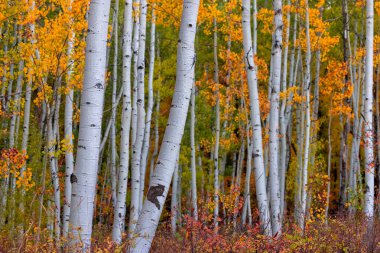 Close up view of tall Aspen trees in autumn time, Selective focus.