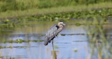 Close up shot of Great Blue Heron on the post.