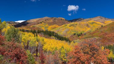 Wasatch mountain state park , Fall foliage on mountain top in Utah.