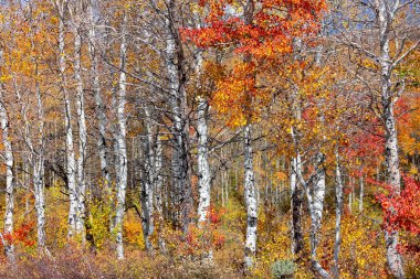 Silver birch trees with colorful fall foliage in Wasatch mountains, Utah during autumn time.