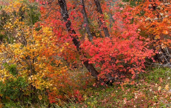 Colorful Maple Trees Autumn Time Provo Canyon Utah — Stockfoto