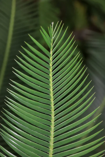 Close View Palm Tree Branch Selective Focus — Zdjęcie stockowe