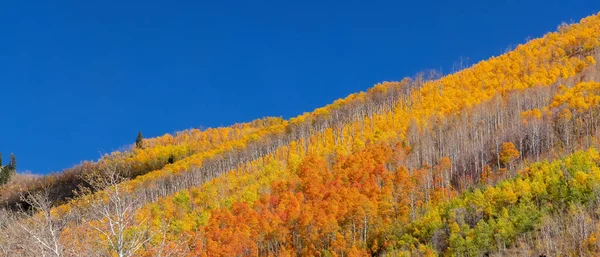 Canopy Colorful Fall Trees Mountain Slope Wasatch Mountain State Park — 스톡 사진