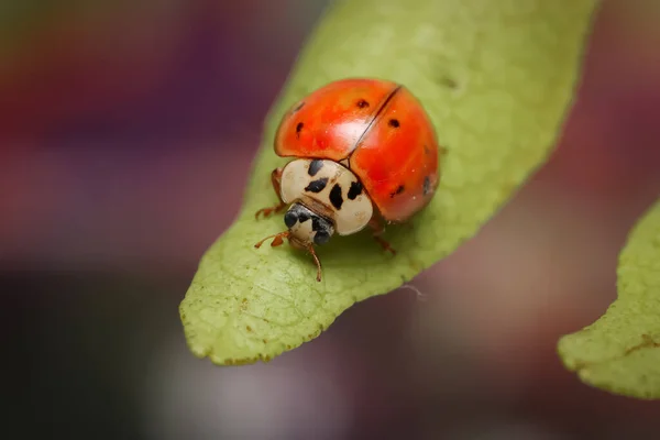 Close View Ladybird Leaf — ストック写真