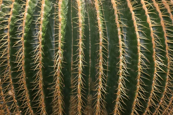 Close View Large Cactus Plant — Fotografia de Stock