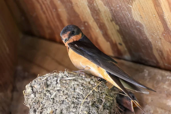 Close View Barn Swallow Nest —  Fotos de Stock