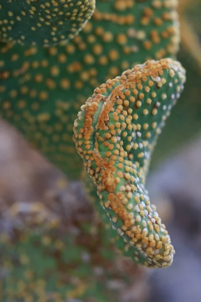 Golden Swirl Monstrose Crested Outdoor Cactus Plant Also Known Bunny — 스톡 사진