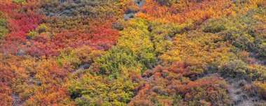 Utah 'taki Provo Kanyonu' nda renkli sonbahar yeşilliklerinin panoramik manzarası