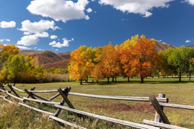 Utah 'taki Wasatch dağ parkında parlak sonbahar ağaçları.
