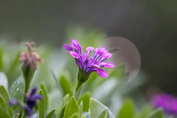 紫色の庭の花のクローズアップビュー 選択的フォーカス — ストック写真