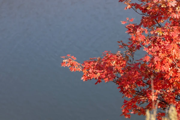 Folhas Bordo Vermelho Fundo Água Lago — Fotografia de Stock