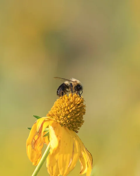 圆锥花上蜜蜂的近景 — 图库照片