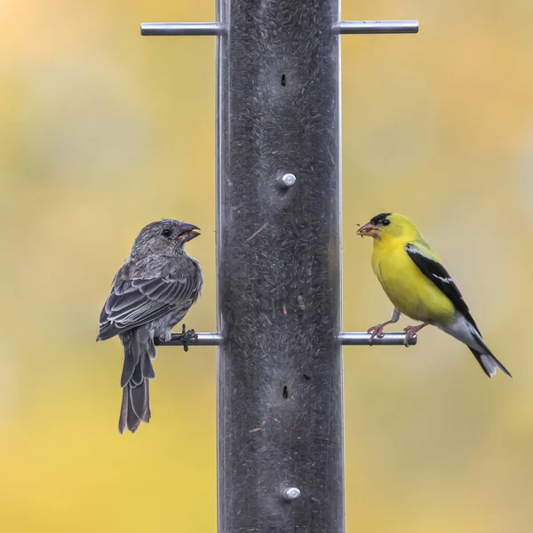 Close Zicht Huisvink Goudvink Vogels Feeder — Stockfoto