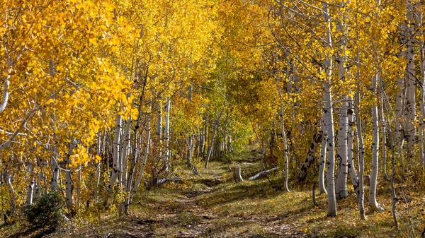 Ścieżka Leśna Przez Kolorowe Drzewa Aspen Górach Wasatch Utah — Zdjęcie stockowe